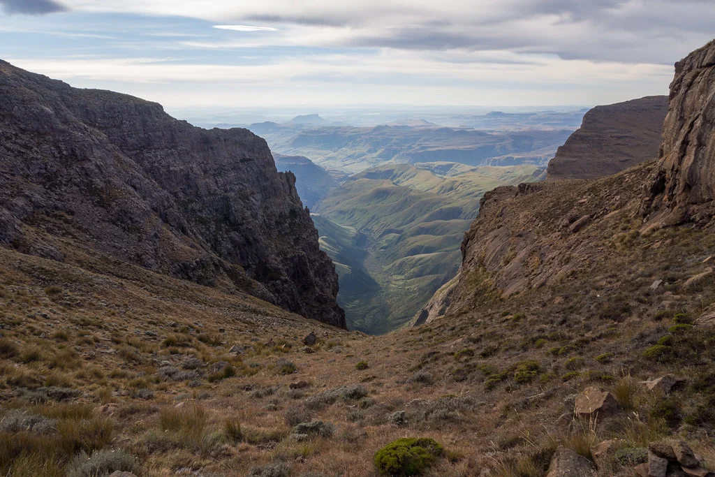 Monk's Cowl, Afrique du Sud