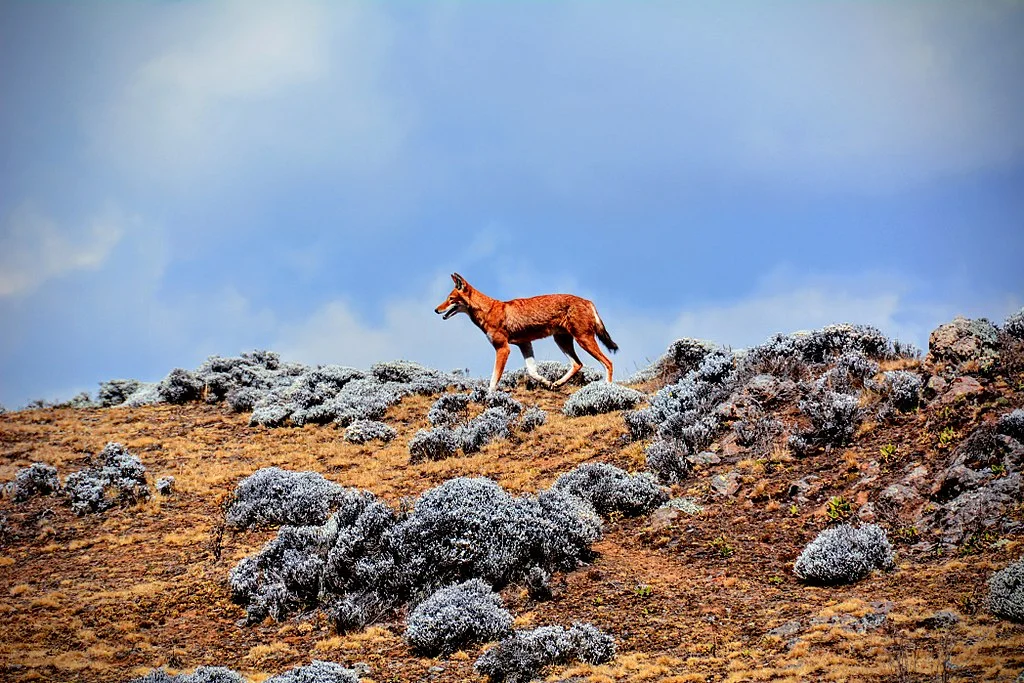 Parc national du Mont Balé, Éthiopie
