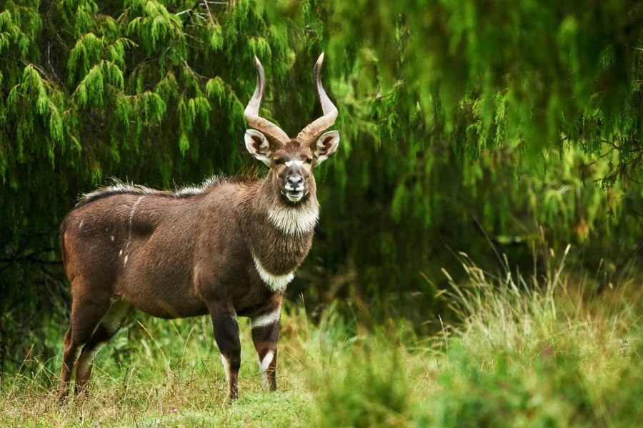 Parc national du Mont Balé, Éthiopie