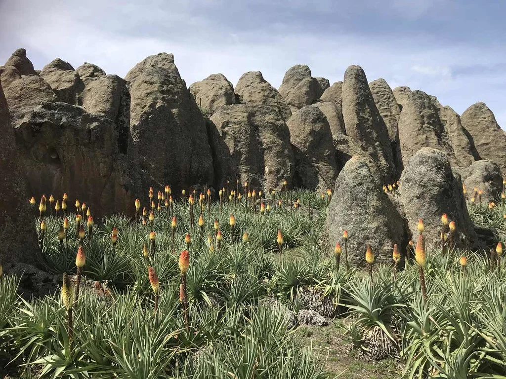 Parc national du Mont Balé, Éthiopie