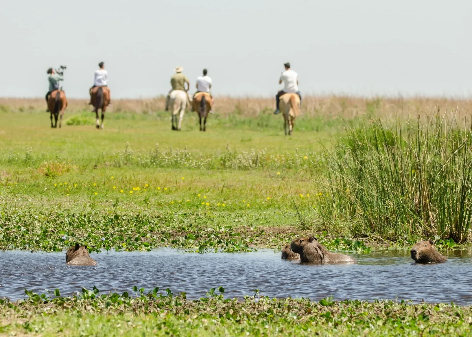 Parc national Ibera, Argentine