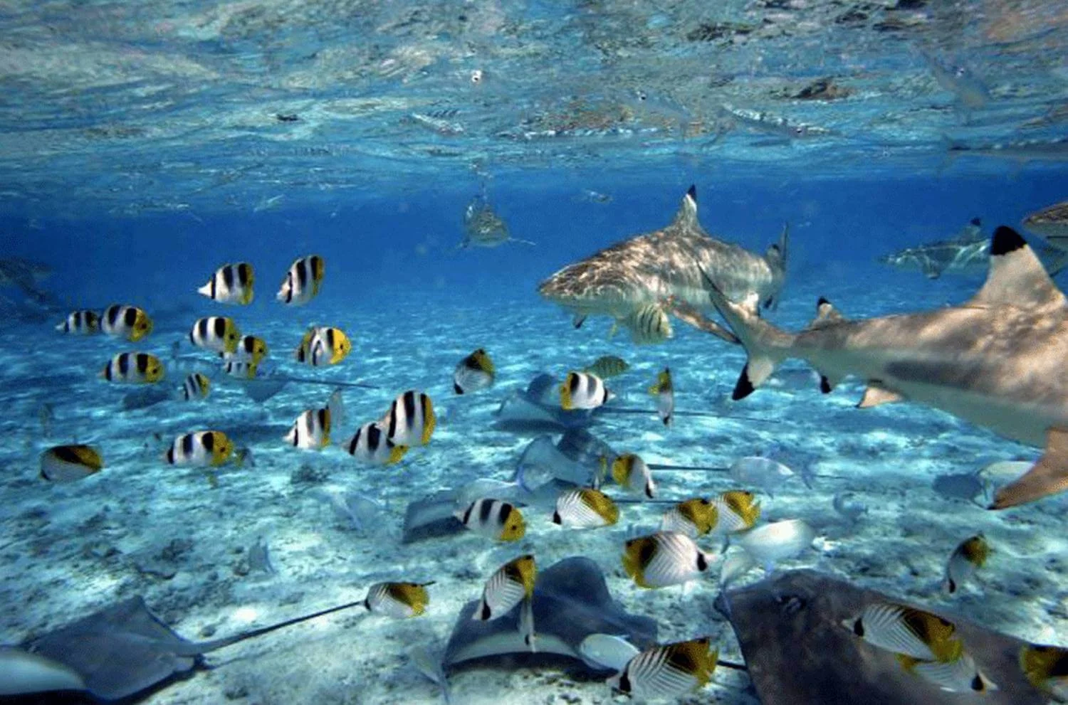 Jardin de corail de Tahaa, Polynésie française