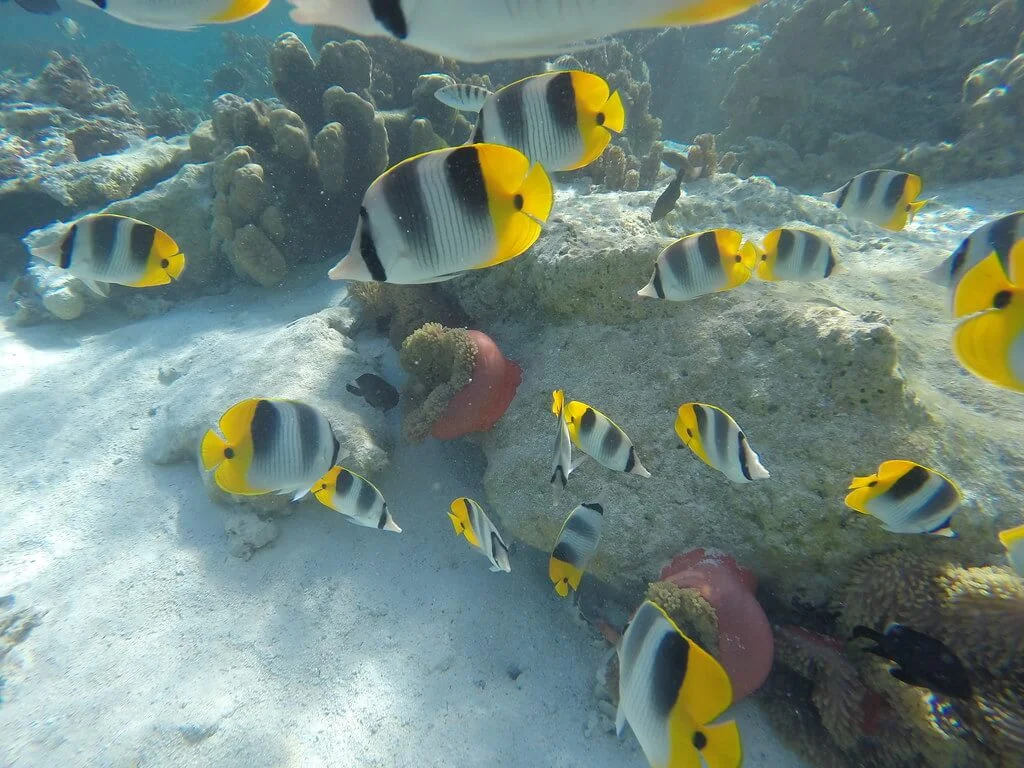 Jardin de corail de Tahaa, Polynésie française