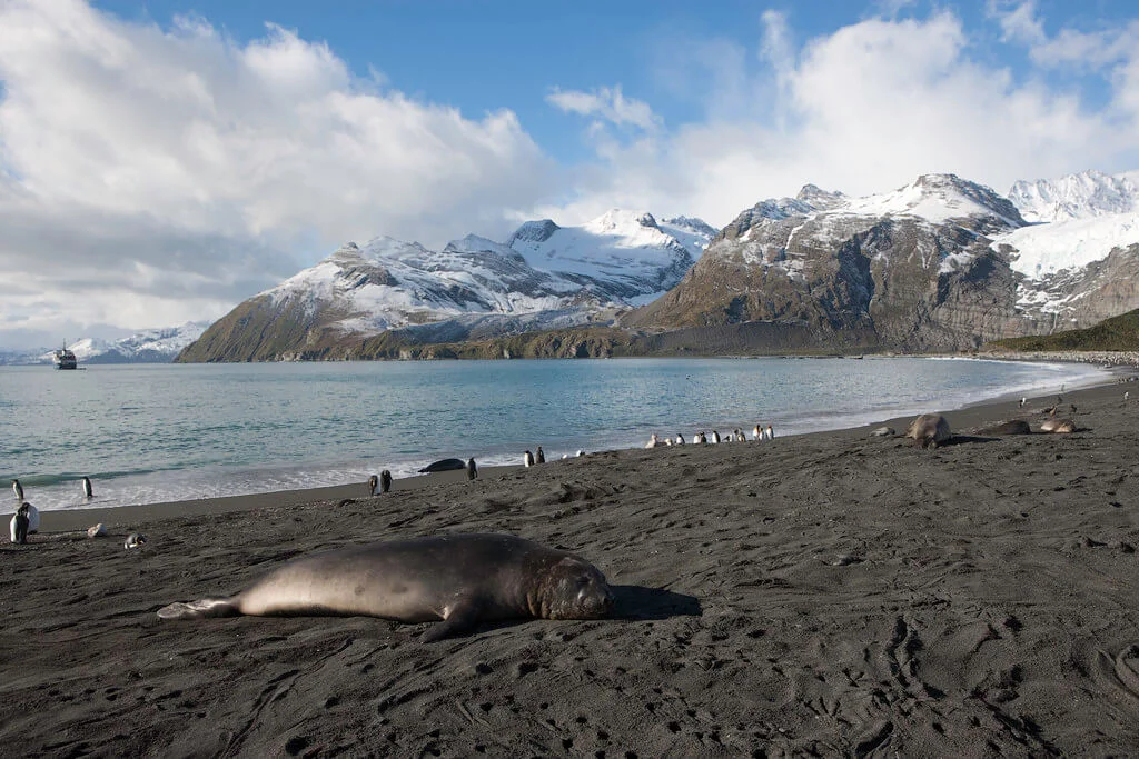 Gold Harbour, Géorgie du Sud et Îles Sandwich du Sud