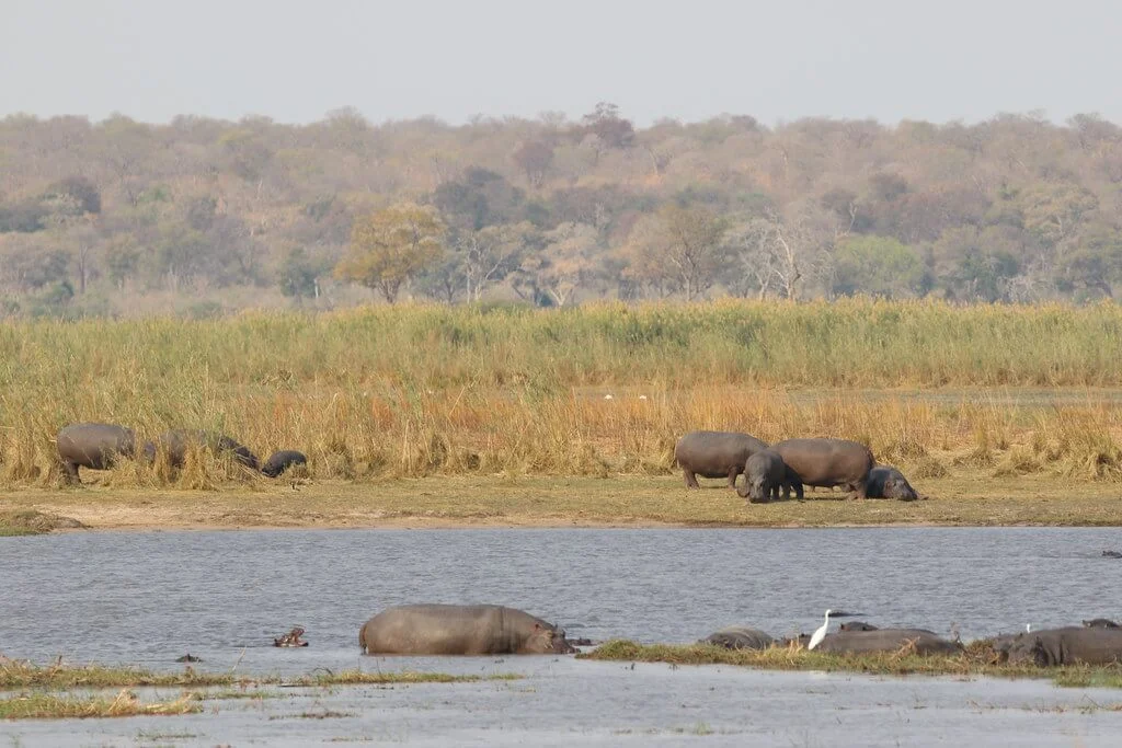 Parc national de Bwabwata, Namibie