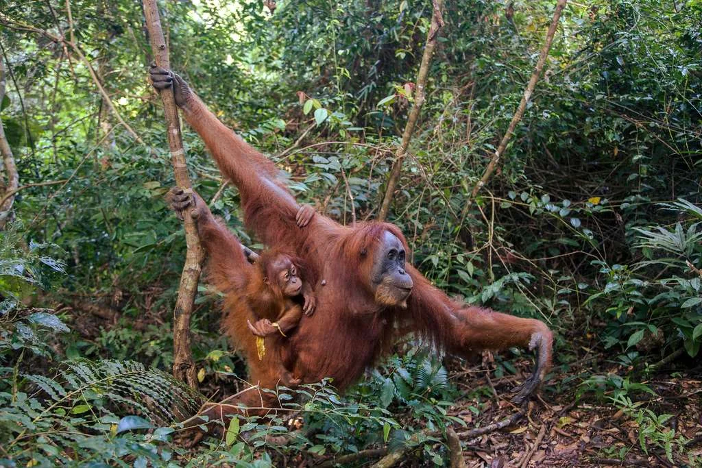 Parc national de Gunung Leuser, Indonésie