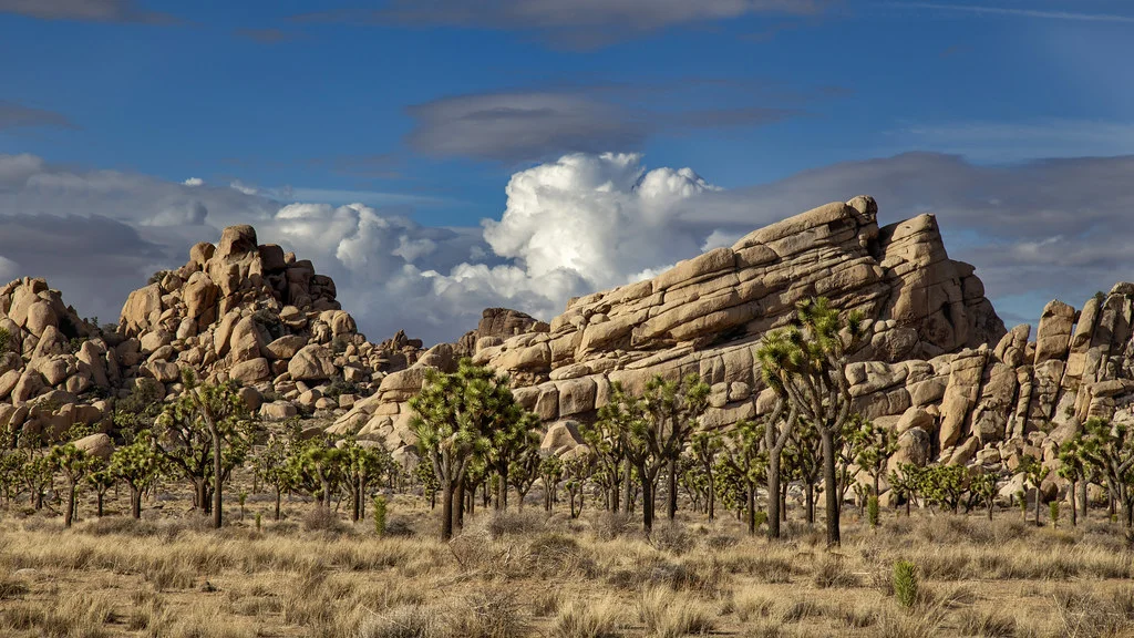 Parc national de Joshua Tree, États-Unis
