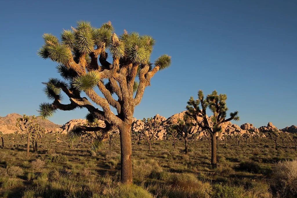 Parc national de Joshua Tree, États-Unis