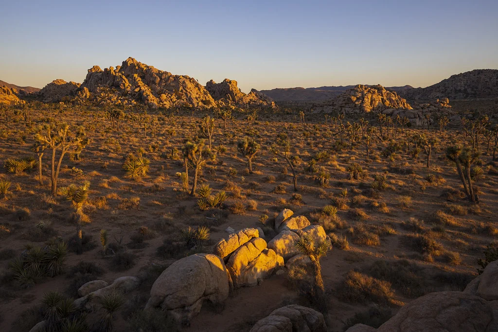 Parc national de Joshua Tree, États-Unis