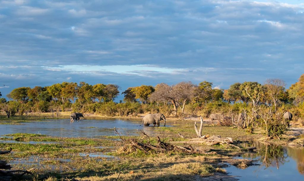 Delta de l'Okavango, Botswana