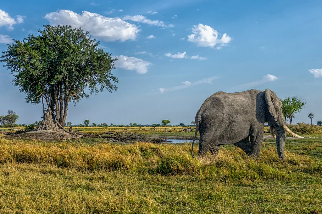 Delta de l'Okavango, Botswana
