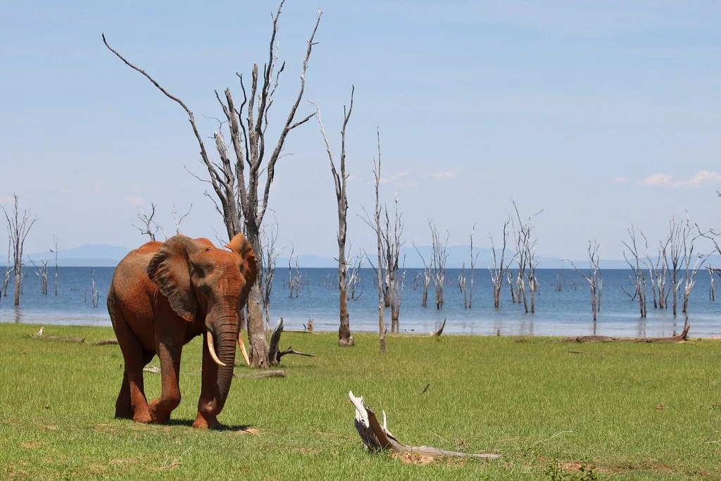 Parc national de Matusadona, Zimbabwe
