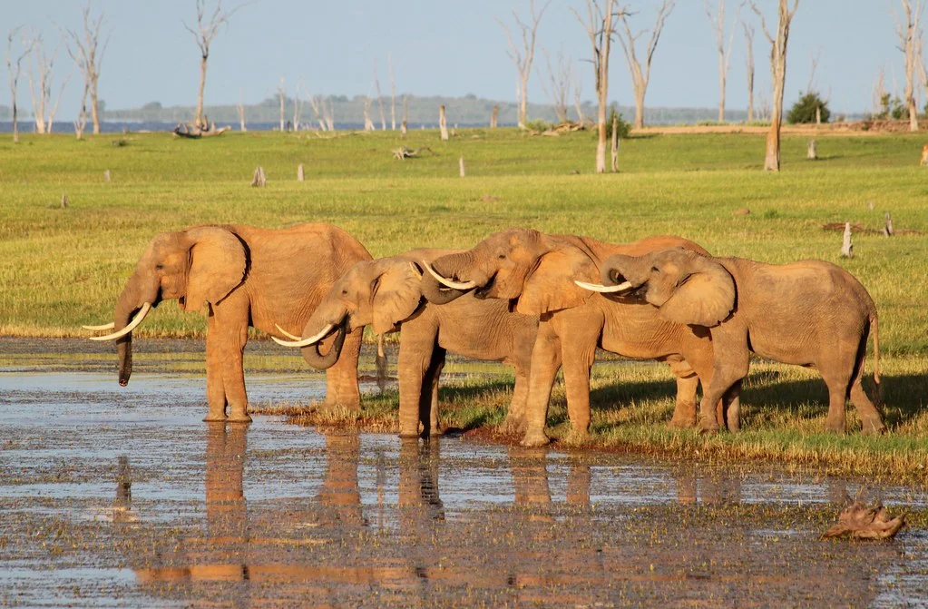 Parc national de Matusadona, Zimbabwe