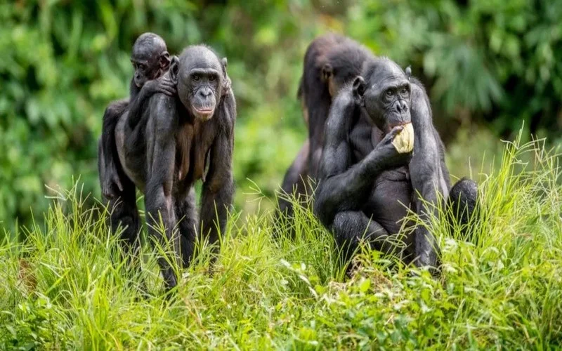 Parc national de la Salonga, République démocratique du Congo