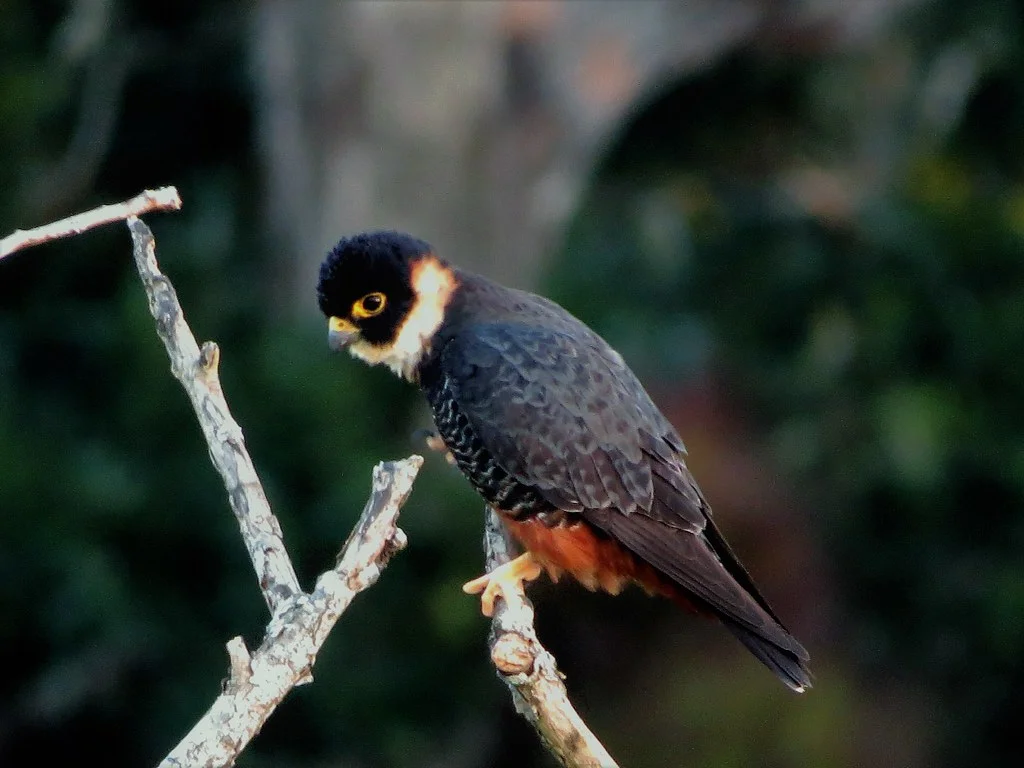 Réserve de biosphère Maya, Guatemala