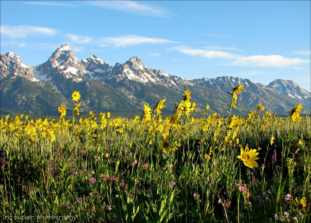 Teton Park Road, États-Unis