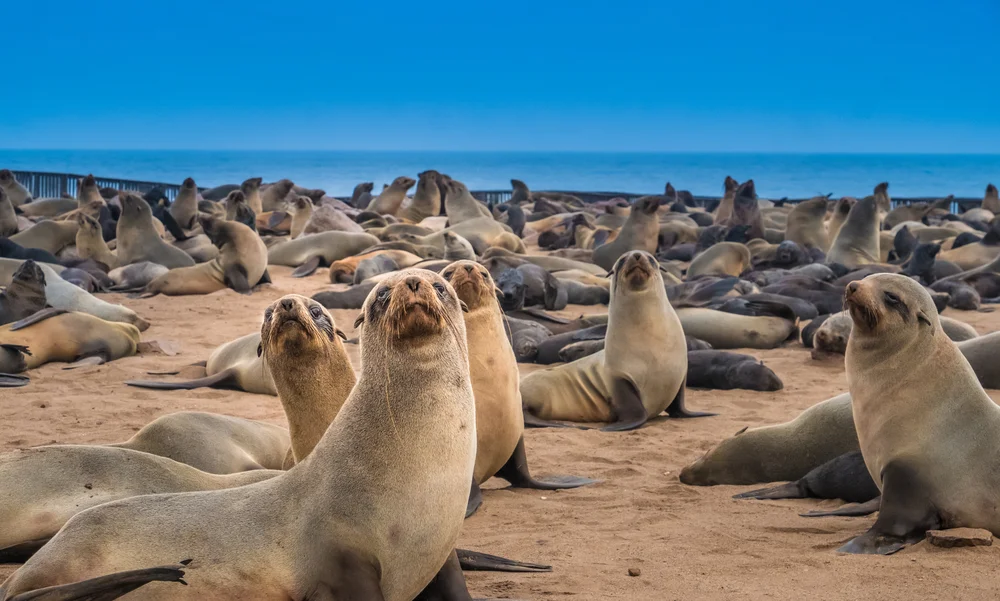 Parc national de Skeleton Coast, Namibie