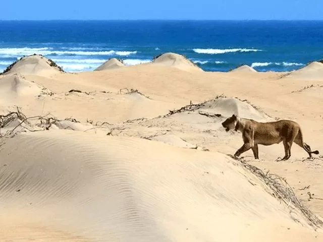 Parc national de Skeleton Coast, Namibie