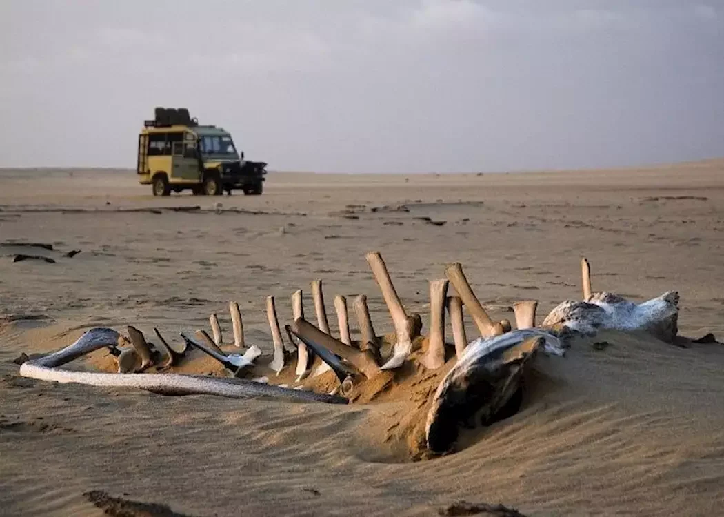 Parc national de Skeleton Coast, Namibie