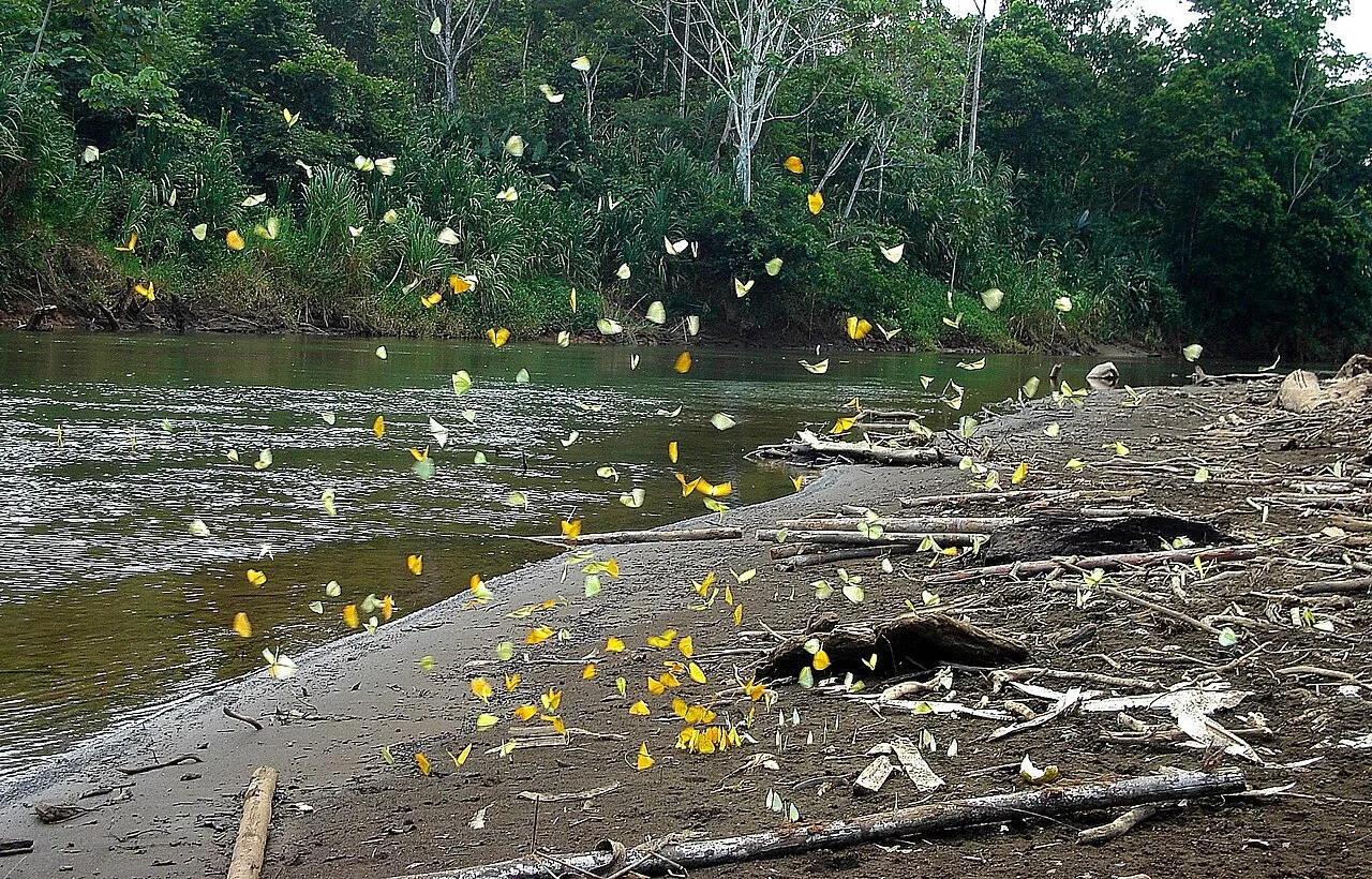 Parc national naturel Los Katíos, Colombie, Colombie