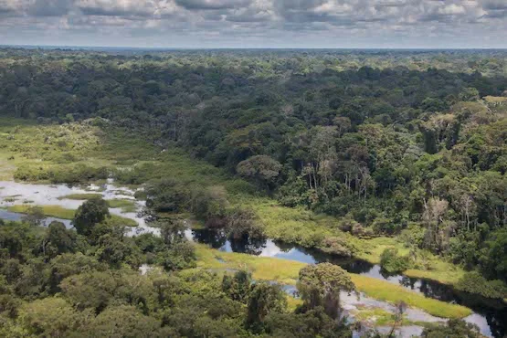 Triangle de Goualougo, République du Congo