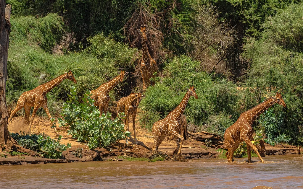 Ewaso Ng'iro, Kenya