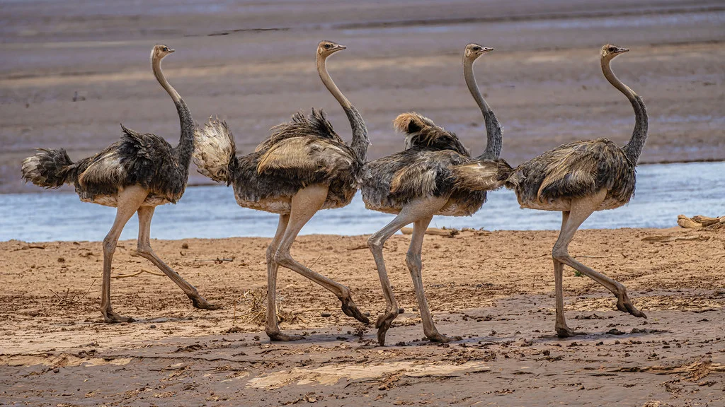 Ewaso Ng'iro, Kenya