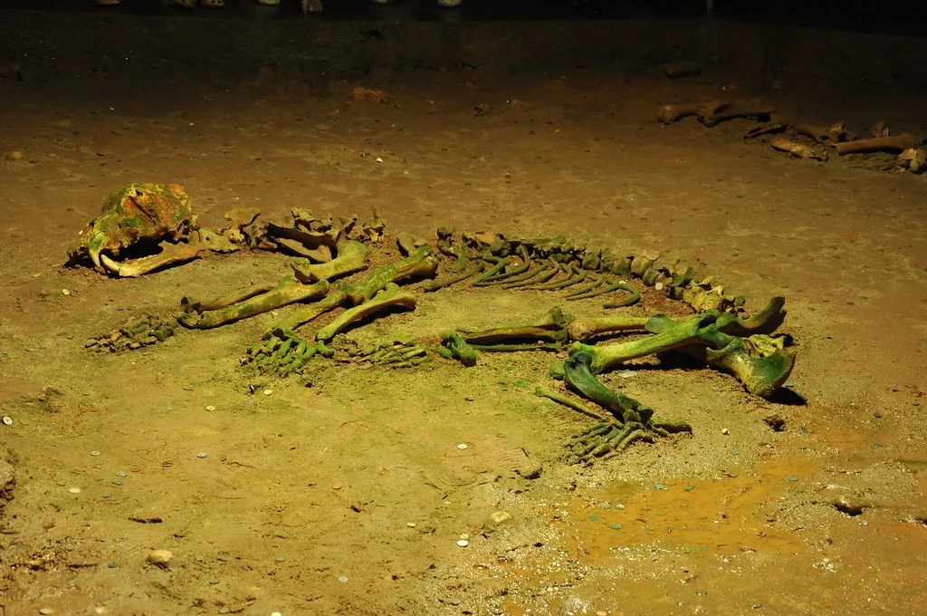 Grotte de l'Ours, Roumanie