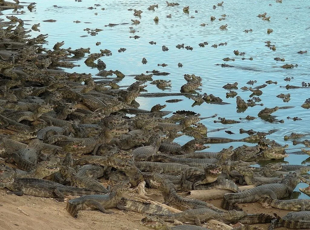 Parc national du Pantanal Matogrossense, Brésil
