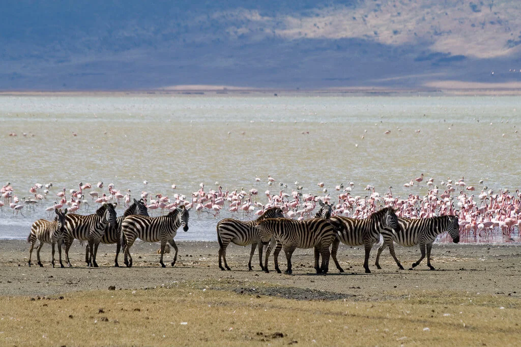 Lac Magadi, Kenya