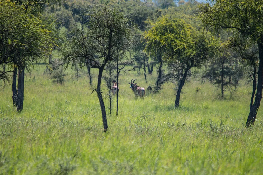 Pian Upe Game Reserve, Ouganda