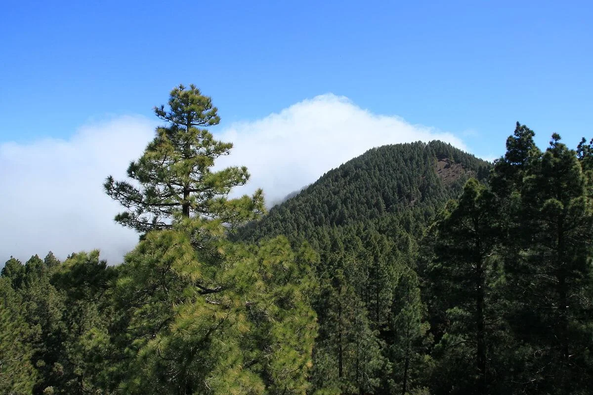 Cumbre Nueva, Espagne, Canaries