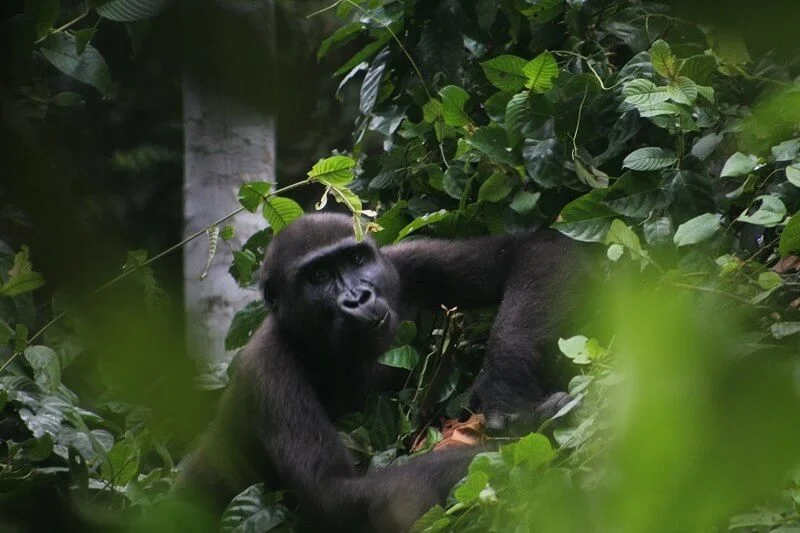 Parc national de Campo-Ma’an, Cameroun