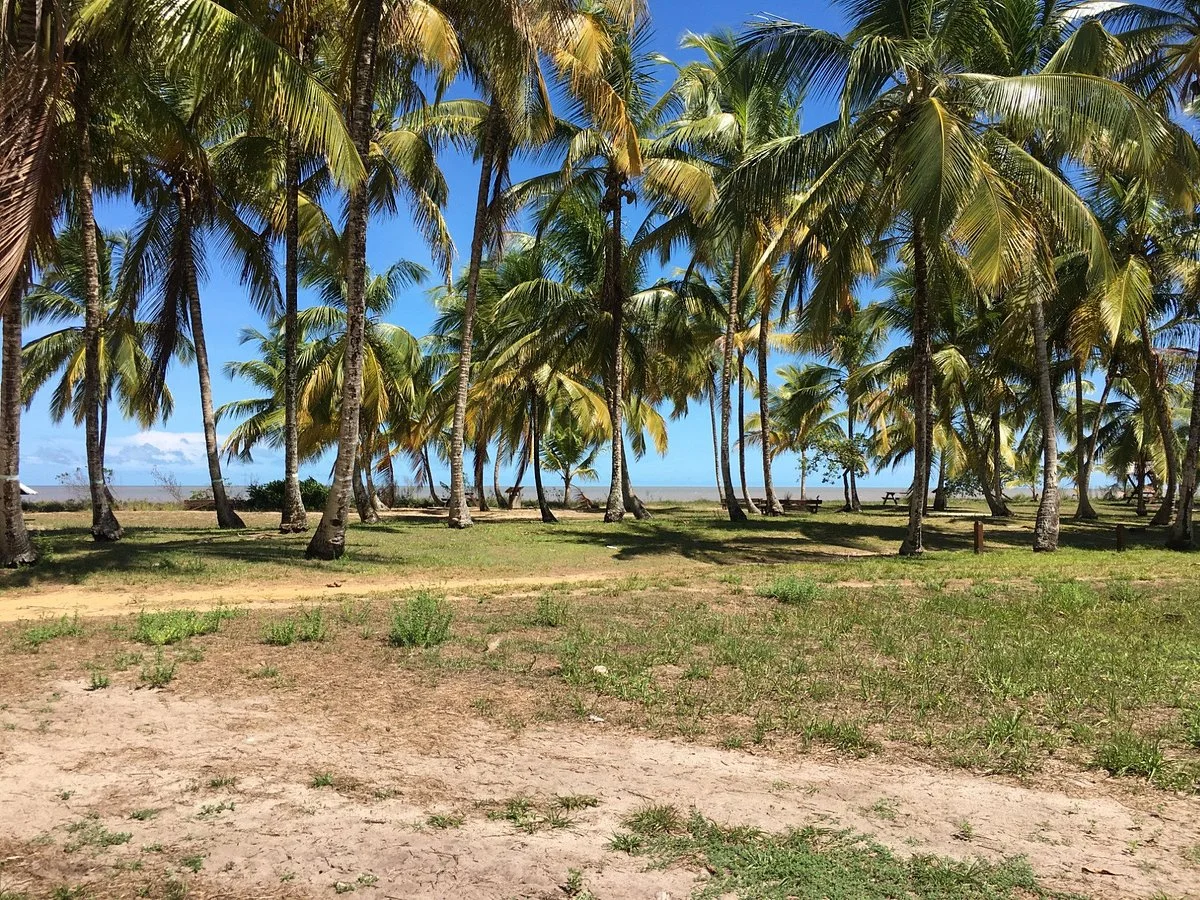 Plage des Hattes, Guyane française