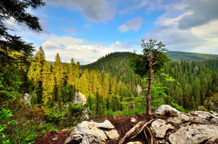 Plateau de Padis, Roumanie