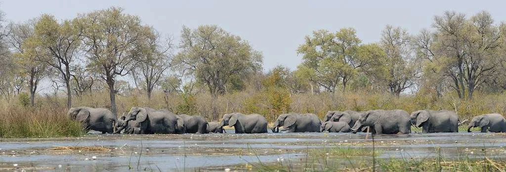 Khwai River, Botswana