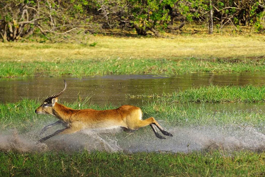 Khwai River, Botswana