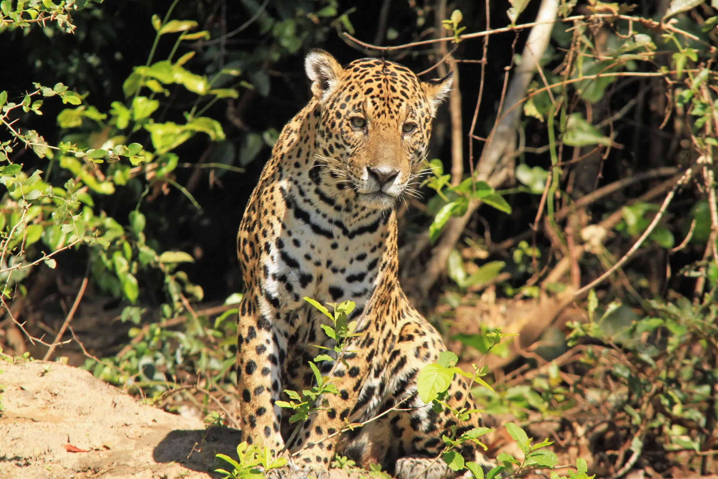 Rio Bravo Conservation Area, Belize
