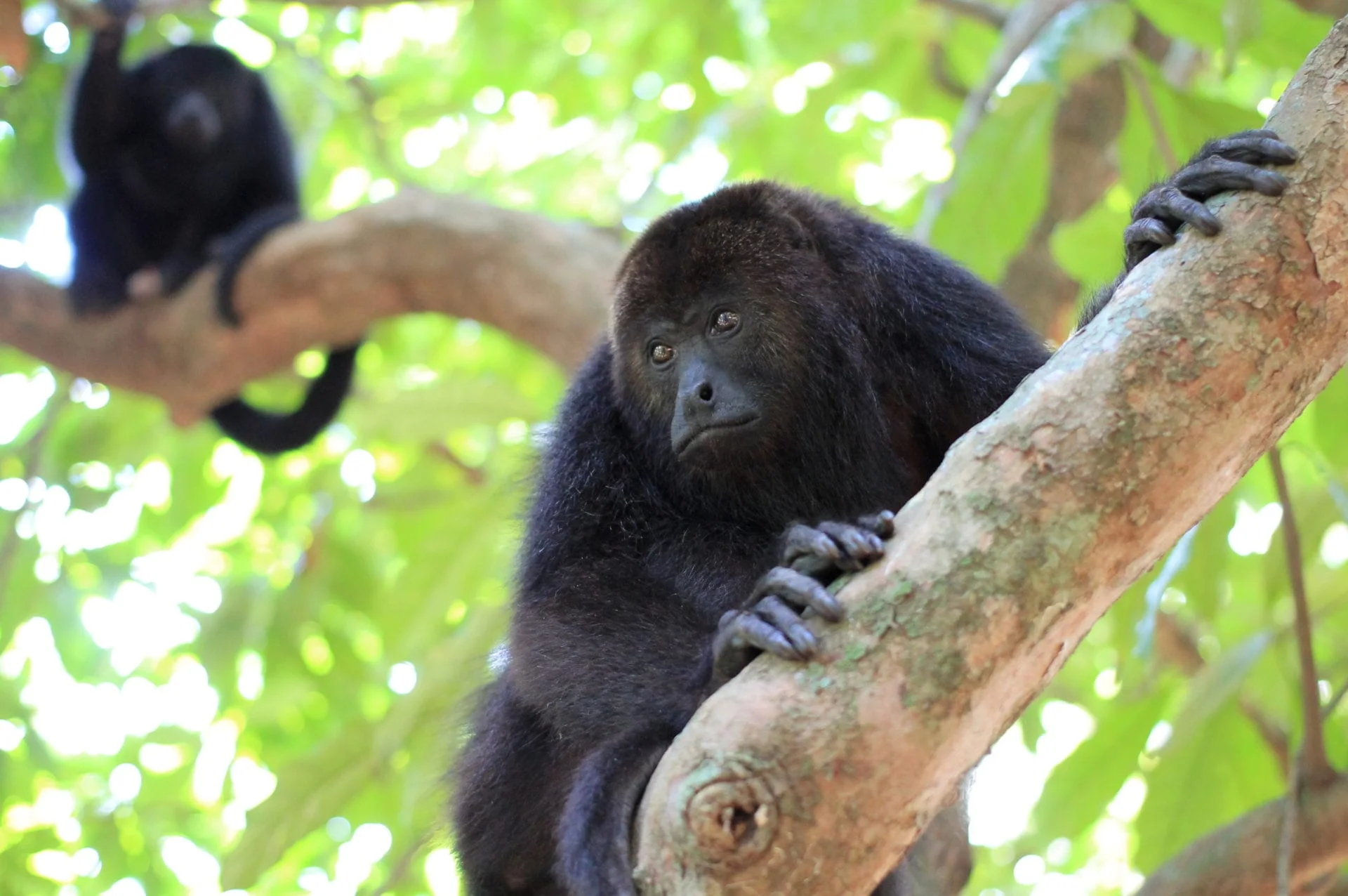 Rio Bravo Conservation Area, Belize