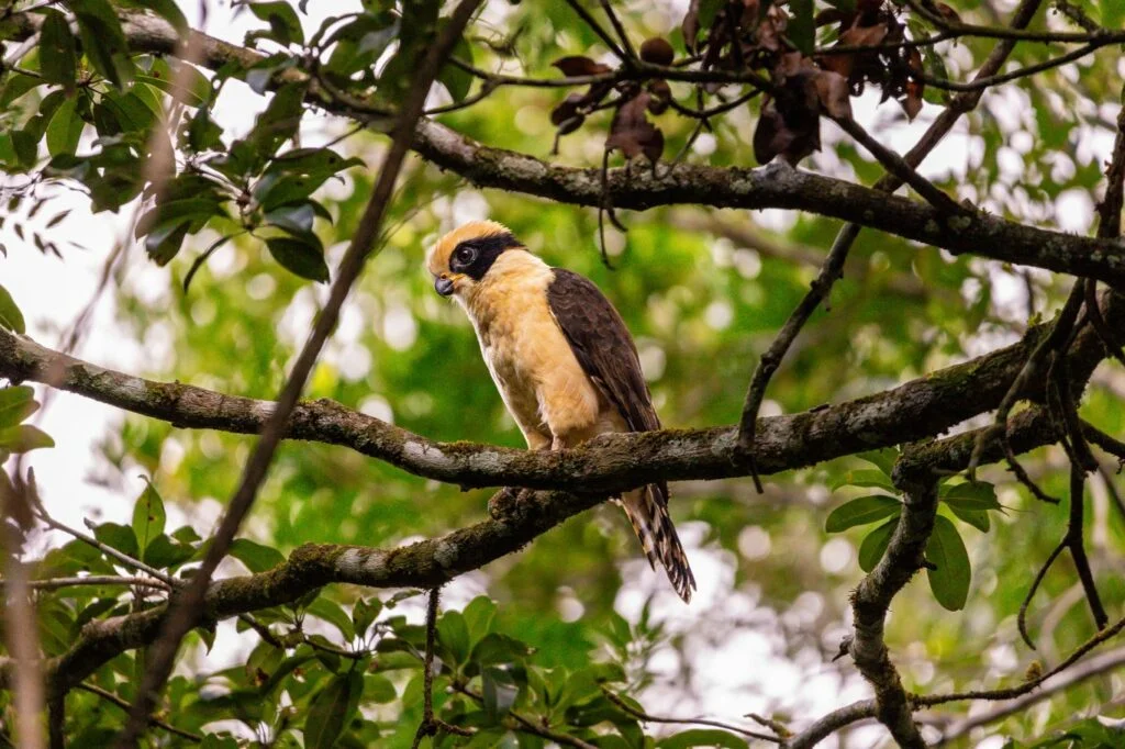 Rio Bravo Conservation Area, Belize