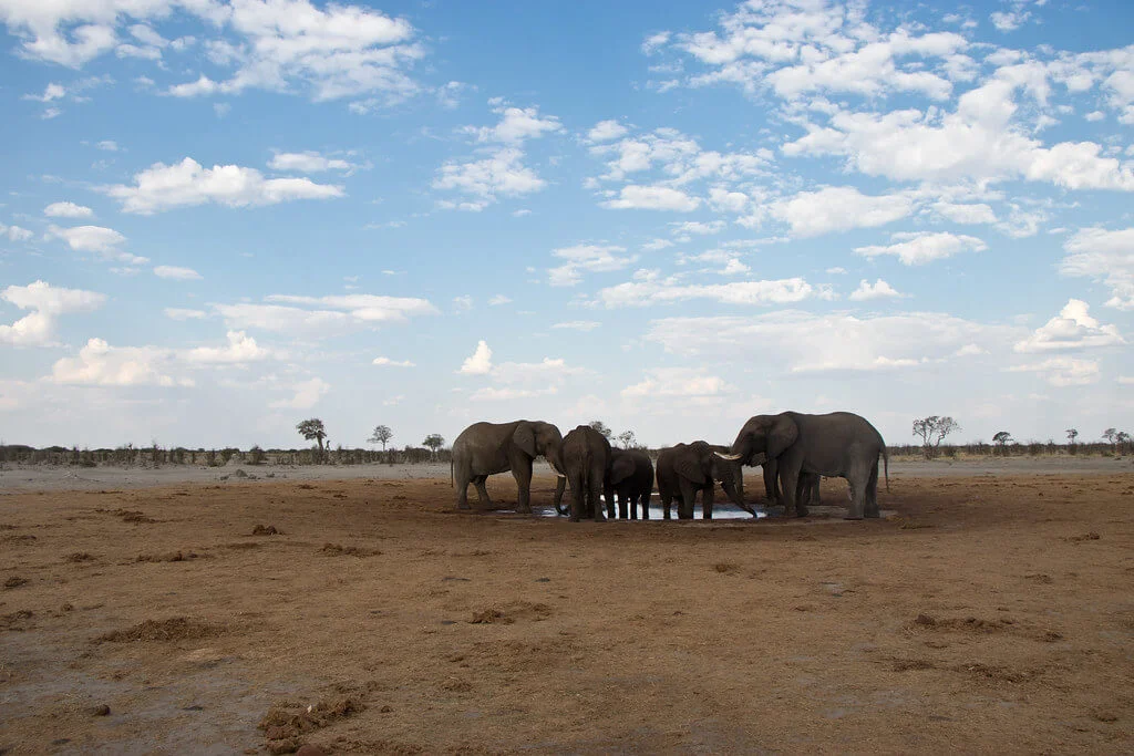 Savuti Marsh, Botswana