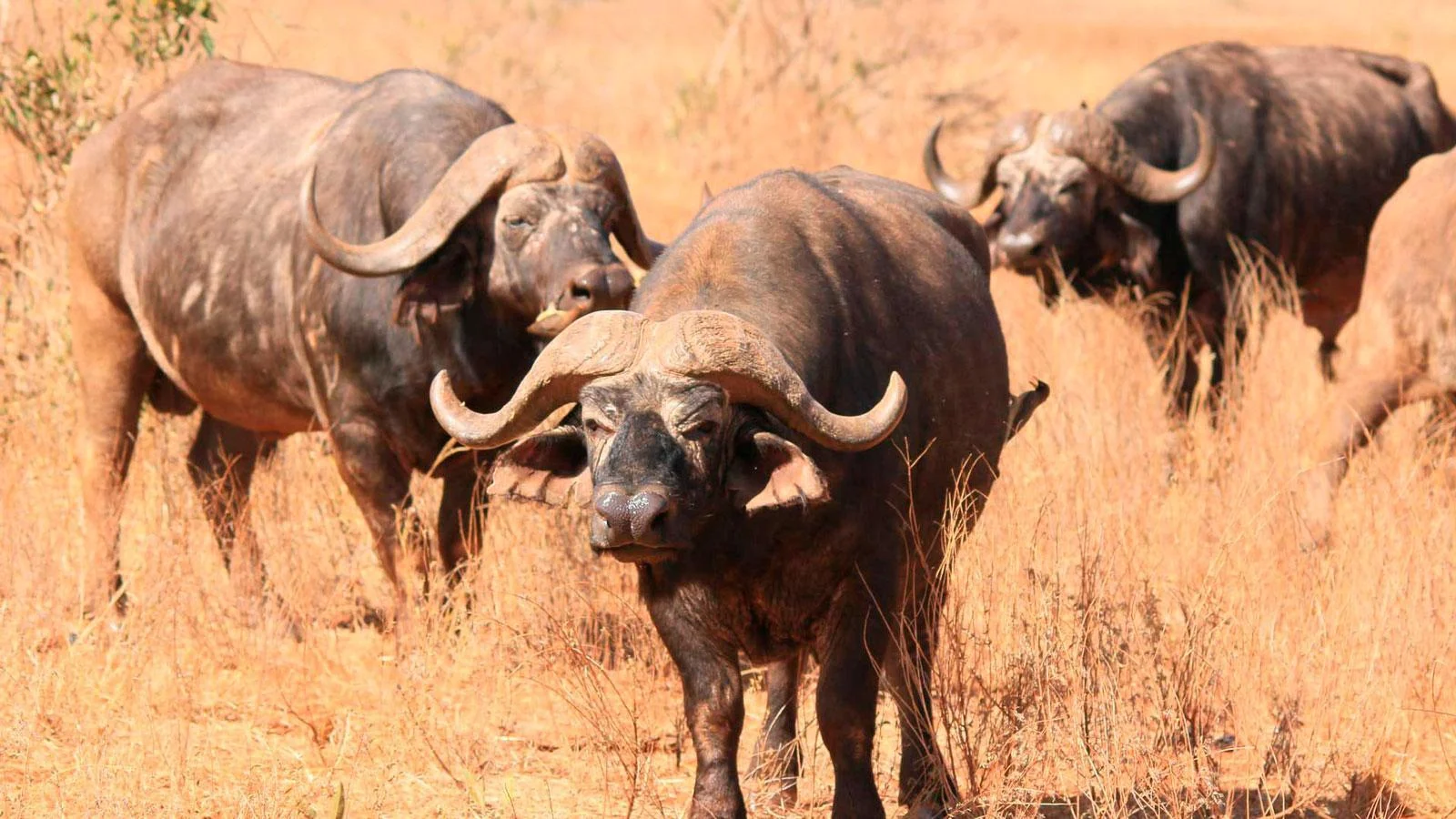 Parc national de Ruvubu, Burundi, Burundi, Burundi, Burundi
