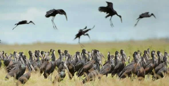 Parc national de Ruvubu, Burundi, Burundi, Burundi, Burundi