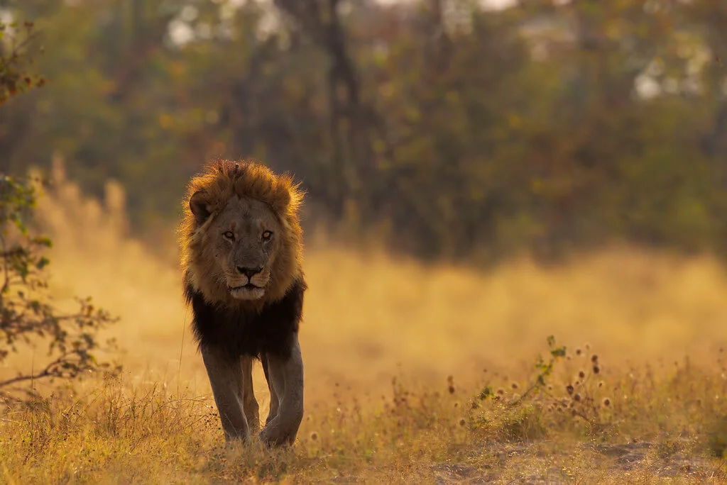 Réserve de Savuti, Botswana