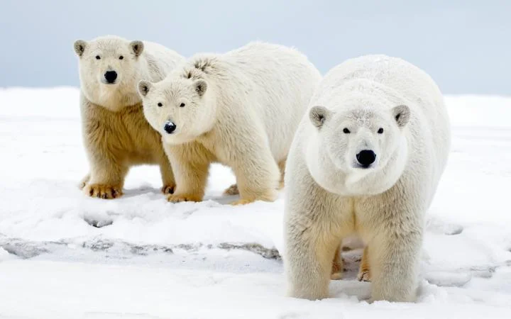 Réserve naturelle du Grand Arctique, Russie