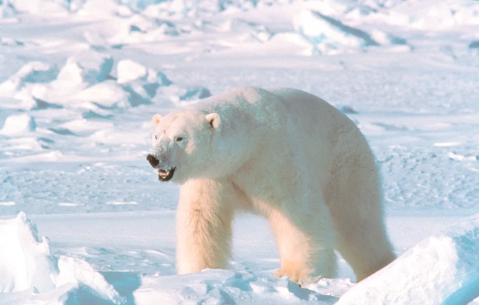 Réserve naturelle du Grand Arctique, Russie