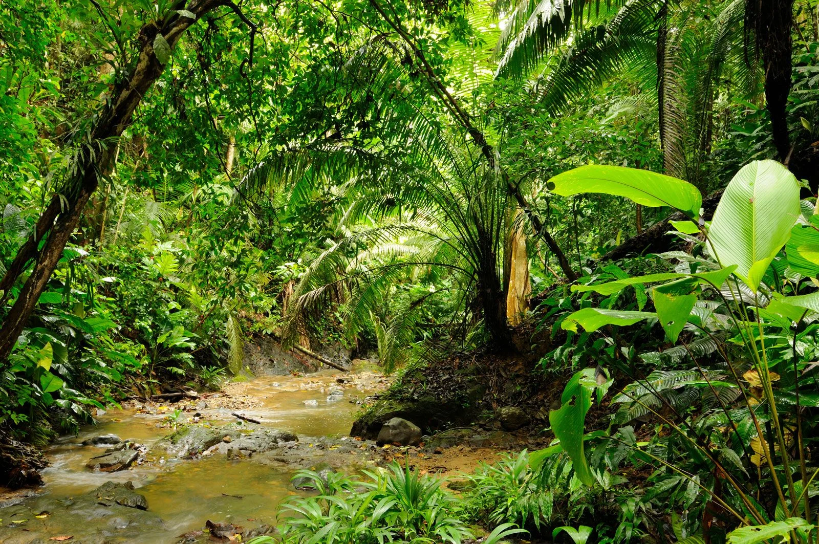 Péninsule du Darién, Panama, Colombie, Colombie, Panama, Panama
