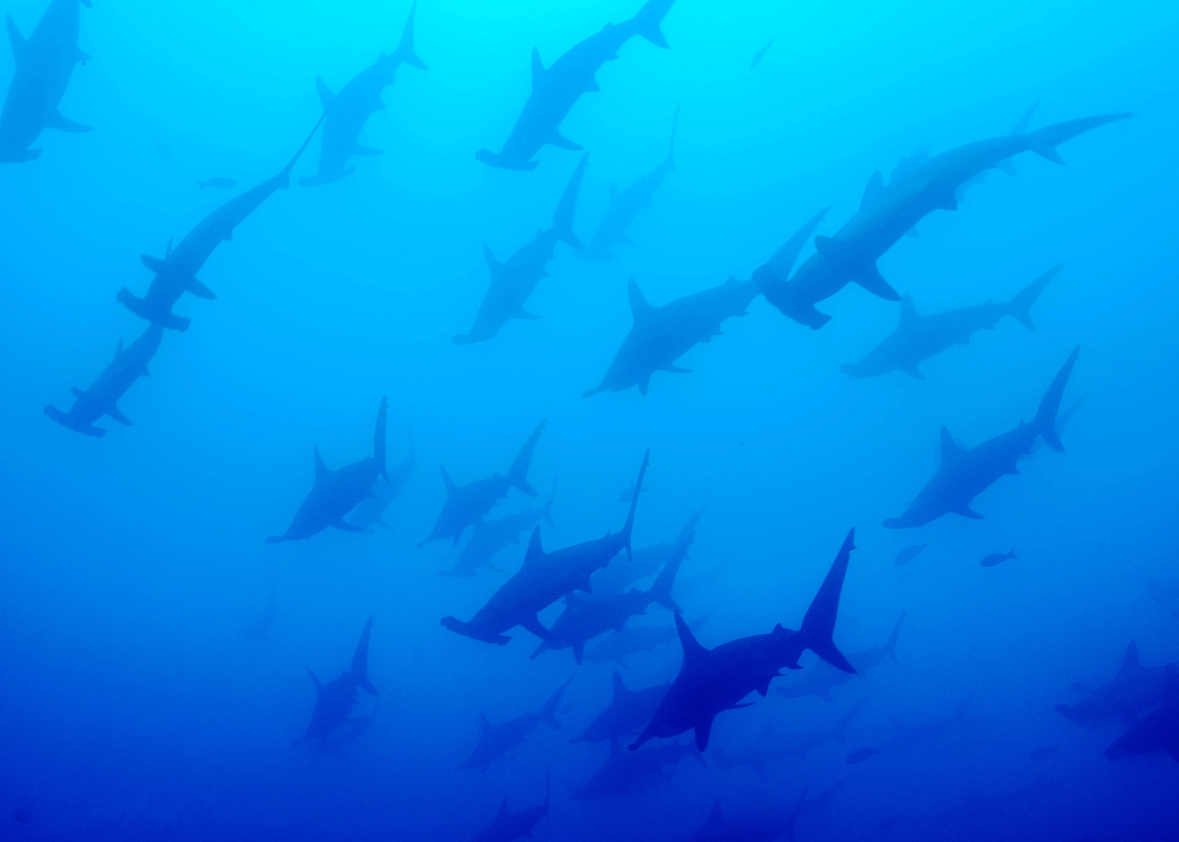 Île de Malpelo, Colombie
