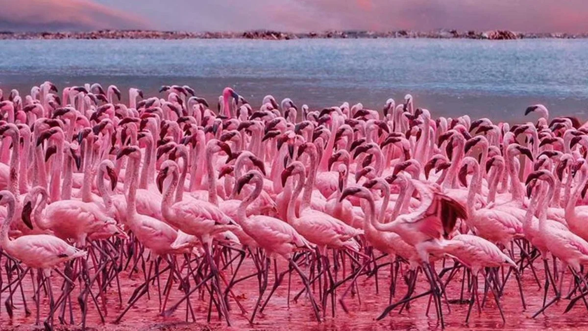 Lac Bogoria, Kenya