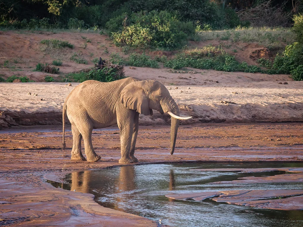 Réserve National de Samburu, Kenya